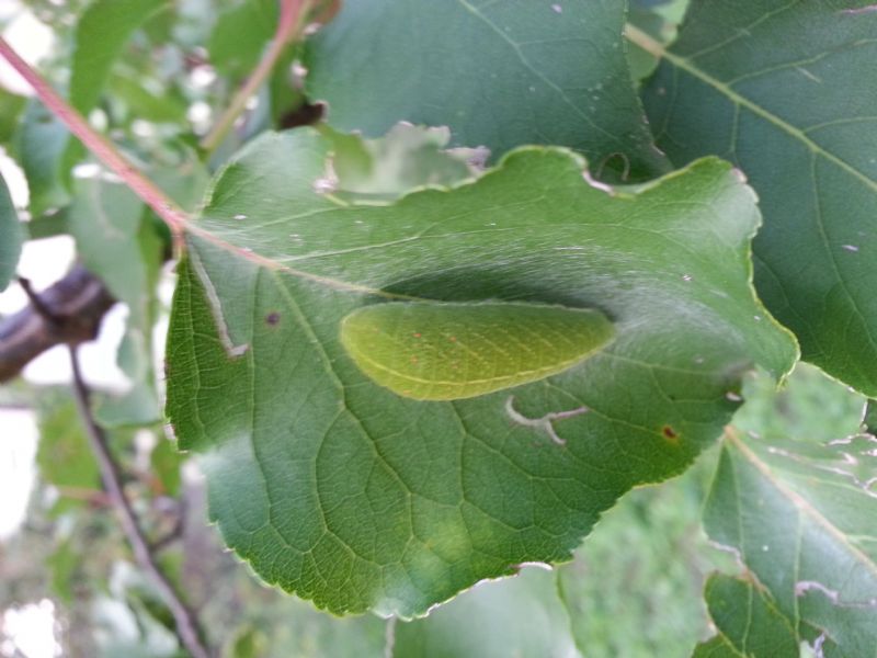 Bruco verde - Iphiclides podalirius